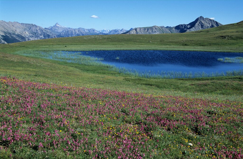 Vallée verdoyante